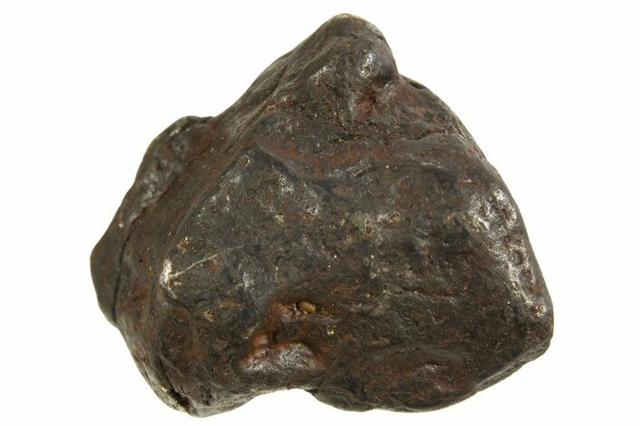 Canyon Diablo Iron Meteorite ( g) - Arizona #335942